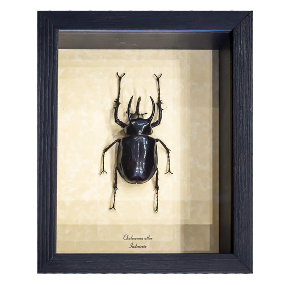 Beetle Chalcosoma Atlas