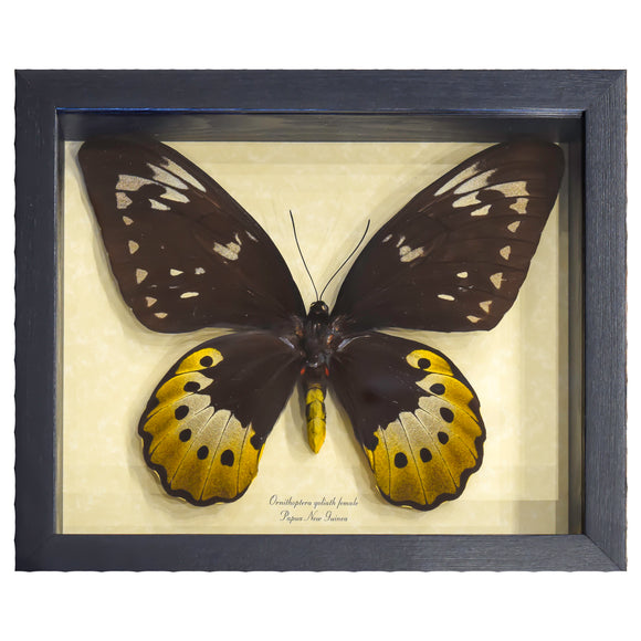 Butterfly Ornithoptera Goliath