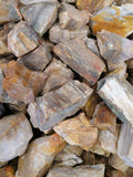 Rough Petrified Wood Pebble