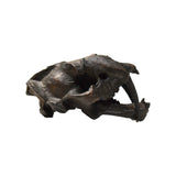 Sabertooth Cat Skull