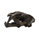 Sabertooth Cat Skull