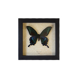 Butterfly Papilio Maackii