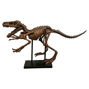 Raptor Skeleton