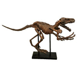Raptor Skeleton