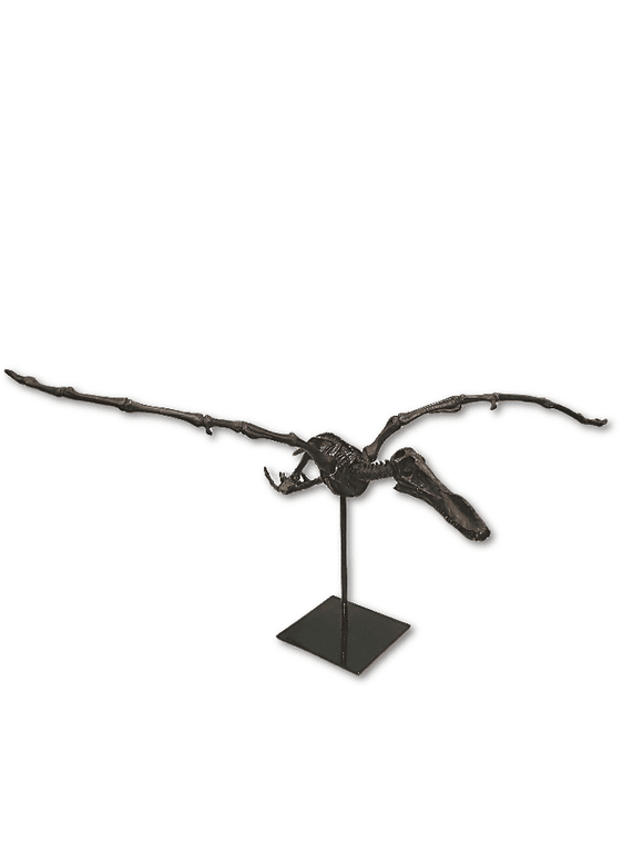 Flying Pterosaur Skeleton