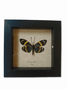 Butterfly Eterusia Repleta