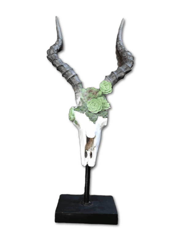 Antelope Skull with Succulents on Stand