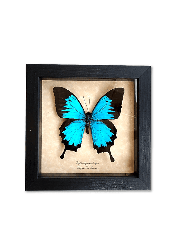 Papilio Ulysses Autolycus