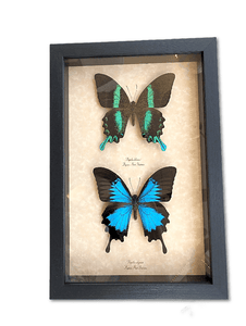 Papilio Blumei Ulysses Set