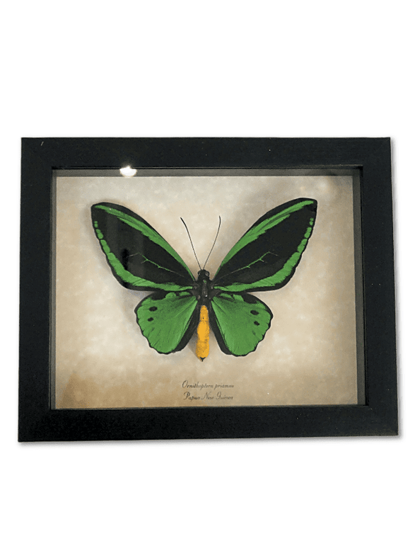 Ornithoptera Priamus Male Green Birdwing