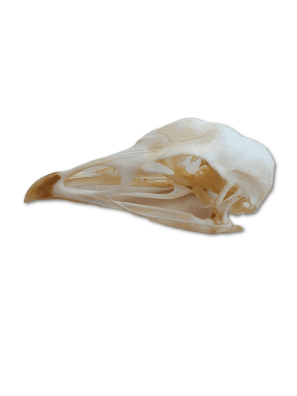 Turkey Skull