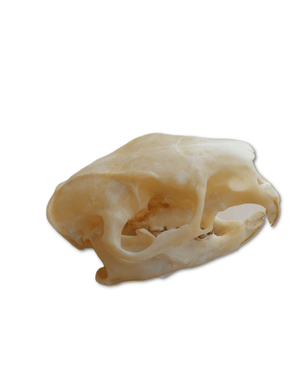 Porcupine Skull