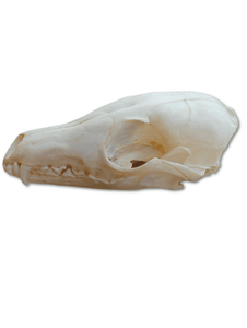 Fox Skull